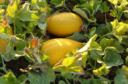 Melone Cartucciaru di Paceco (in kg.)